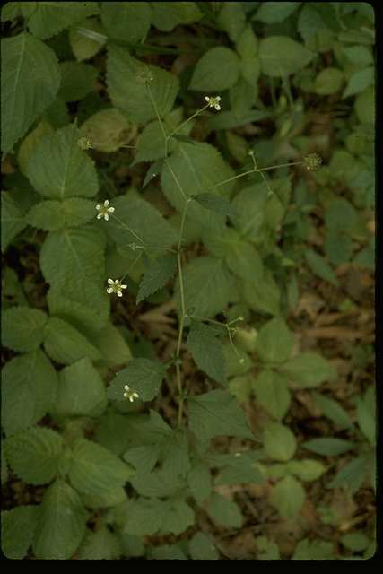White Avens blooming in Baltimore Co., Maryland (7/13/1981).